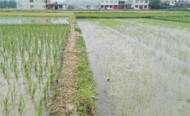 湖北直播水稻品种